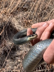 Coluber constrictor foxii