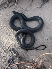 Coluber constrictor foxii