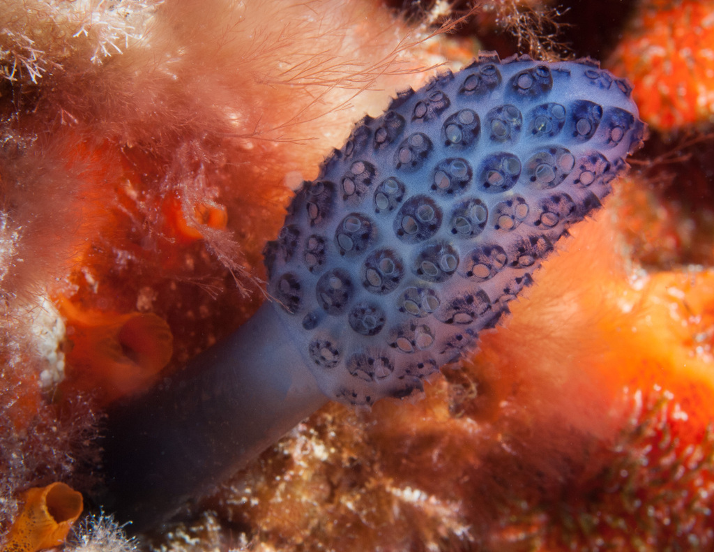 Purple Ascidian