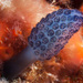 Purple Ascidian - Photo (c) Wayne and Pam Osborn, some rights reserved (CC BY-NC), uploaded by Wayne and Pam Osborn