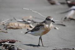 Charadrius obscurus
