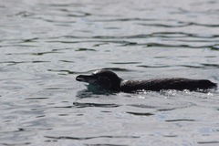 Spheniscus mendiculus