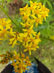 Senecio linearifolius