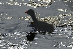 Gallinula tenebrosa