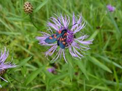Zygaena lonicerae