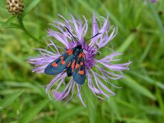 Zygaena lonicerae