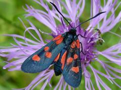 Zygaena lonicerae