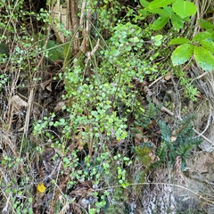 Helichrysum lanceolatum