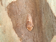 Ledromorpha