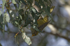 Manorina melanophrys