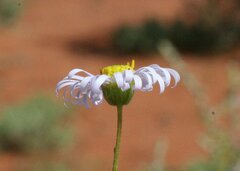 Brachyscome ciliaris