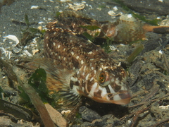 Hexagrammos stelleri