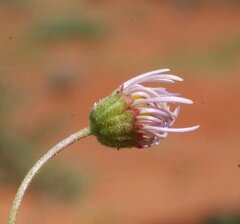 Brachyscome ciliaris