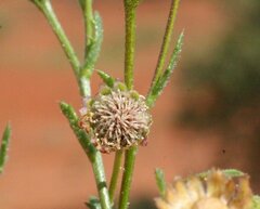 Brachyscome ciliaris