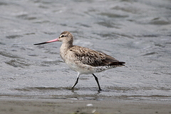 Limosa lapponica baueri