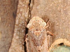 Ledromorpha
