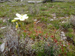 Drosera subhirtella