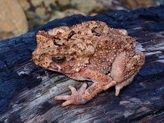 Ingerophrynus philippinicus