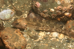 Hexagrammos decagrammus
