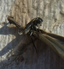 Sciapteryx costalis soror