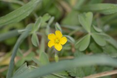 Oxalis pilosa