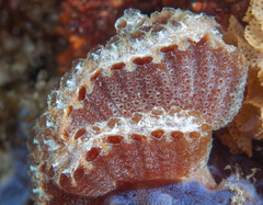 Sycozoa cerebriformis