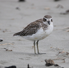 Charadrius obscurus