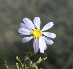 Brachyscome pusilla