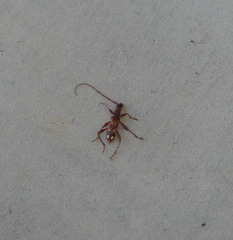 Coptocercus biguttatus