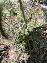 Penstemon parryi