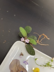Strobilanthes reptans