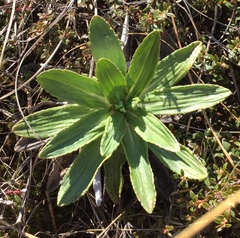 Celmisia densiflora