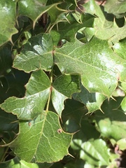 Berberis pinnata pinnata