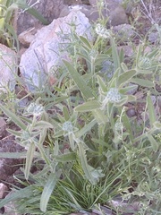 Cryptantha pterocarya