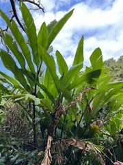 Alpinia hainanensis