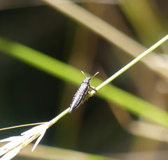 Rhinotia lineata