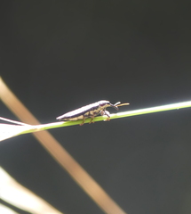 Rhinotia lineata