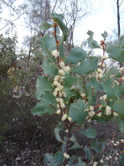 Hakea undulata