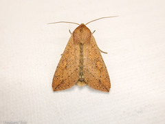 Mythimna separata