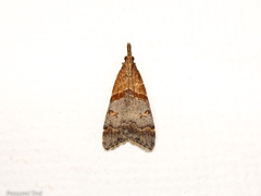 Antiscopa epicomia