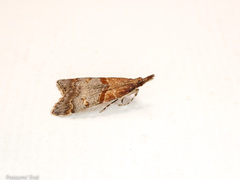 Antiscopa epicomia