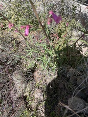 Penstemon parryi