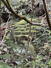 Sphaeropteris lepifera