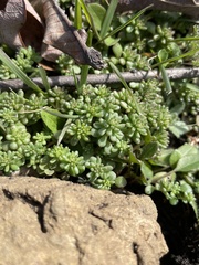 Sedum pulchellum
