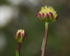 Brachyscome perpusilla