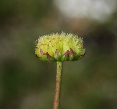 Brachyscome perpusilla