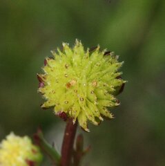 Brachyscome perpusilla