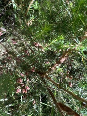Erica lusitanica