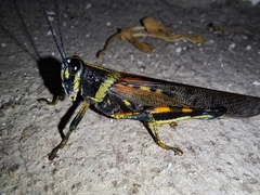 Schistocerca melanocera