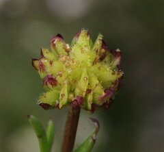 Brachyscome perpusilla
